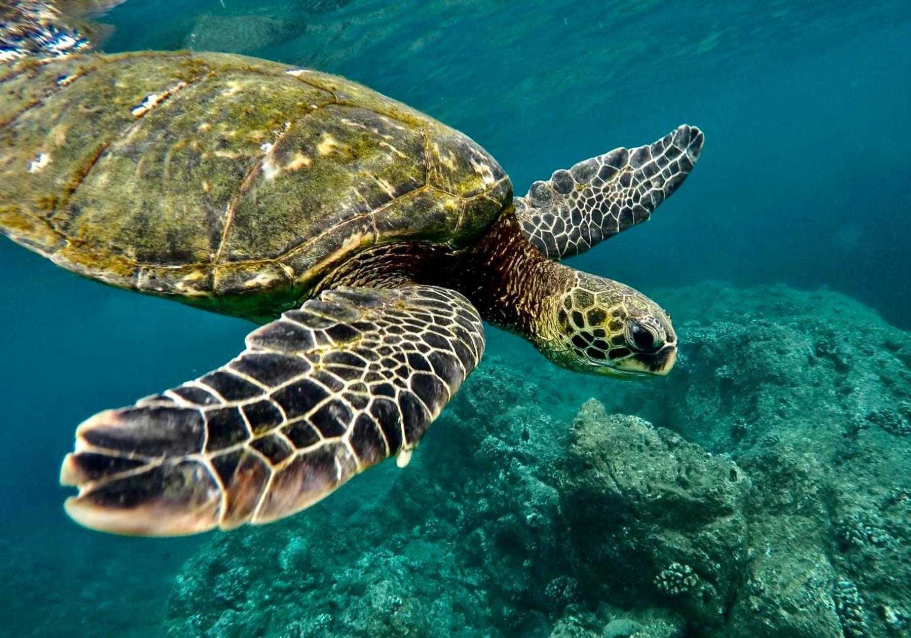Spring Rates Book Now - Islander Condos Kailua-Kona Exterior foto